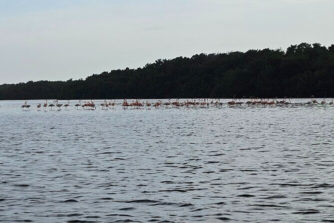 Basking in Nature during a Caroni Bird Sancturary Tour - Key Points