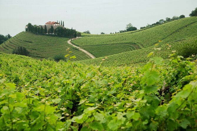 BASQUE CHEESE and TXAKOLI WINE - Private Gastronomic Adventure - Key Points
