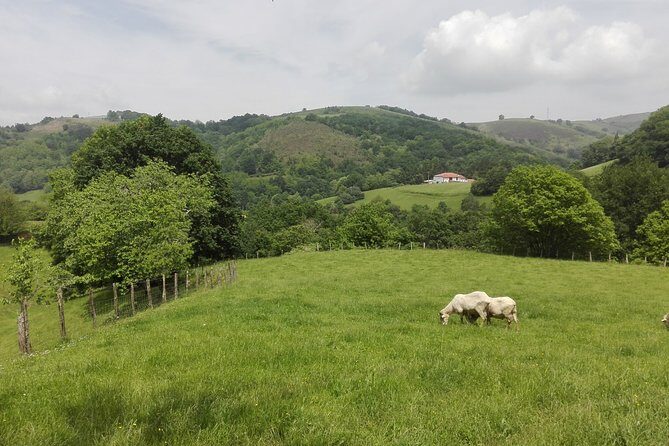 BASQUE CHEESE and TXAKOLI WINE - Private Gastronomic Adventure - Who Will Love This Tour?