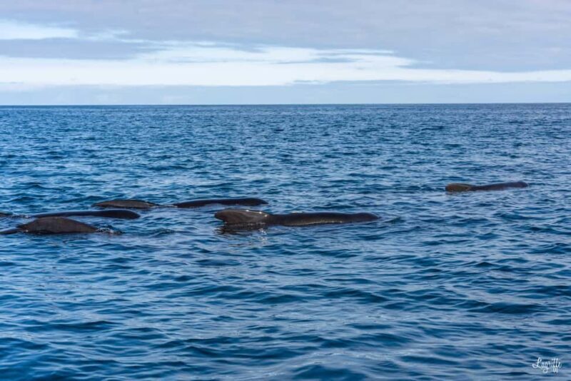 Basque Country : Whale and Dolphin Watching Boat Tours - Discover the Marine Wonders of the Basque Country on a Whale and Dolphin Watching Boat Tour