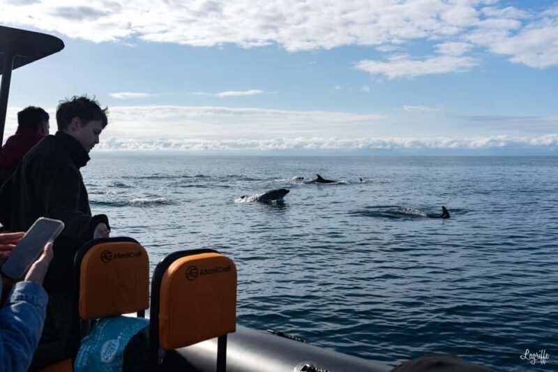 Basque Country : Whale and Dolphin Watching Boat Tours - The Value of This Marine Adventure