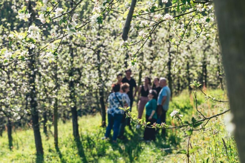 Basque Press Farm and Traditional Cider House with transport - The Sum Up
