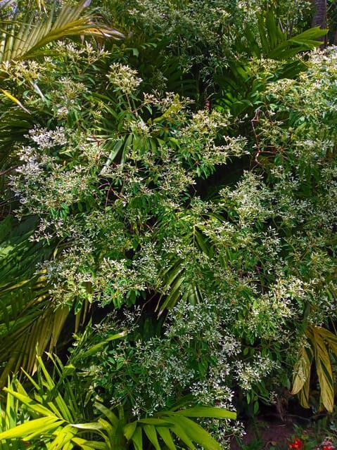 Basseterre Rainforest Hike - Basseterre Rainforest Hike: A Genuine Escape into Nature