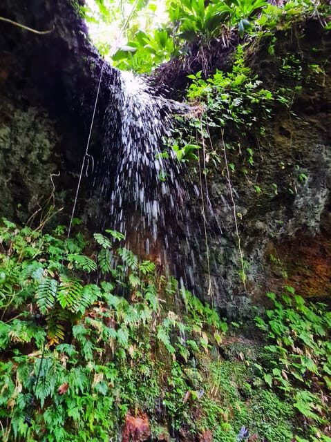 Basseterre Rainforest Hike - An In-Depth Look at the Basseterre Rainforest Hike