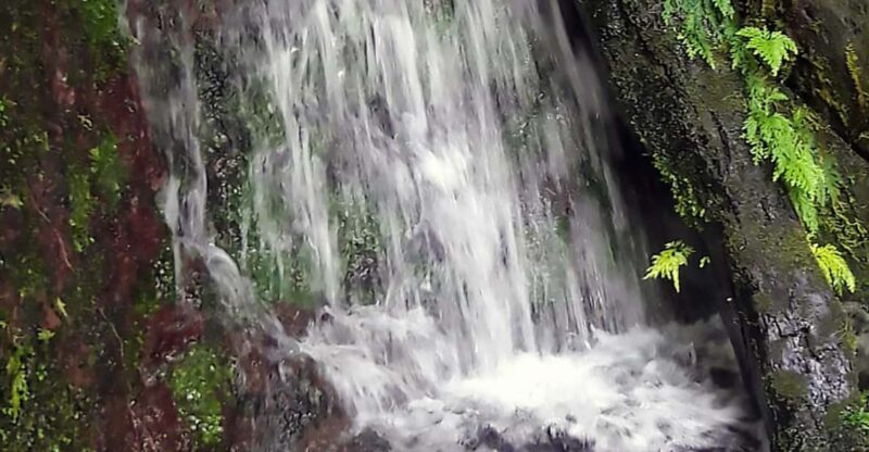 Basseterre Rainforest Hike - Who Will Love This Tour?