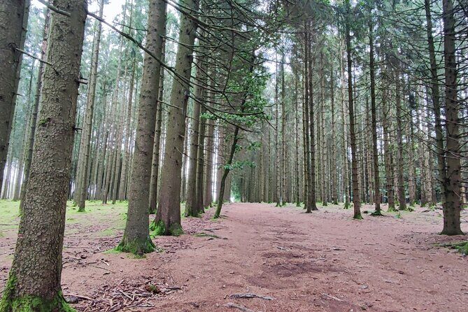 Bastogne & the Battle of the Bulge - 1 Day Tour from Brussels - Who Will Benefit Most?