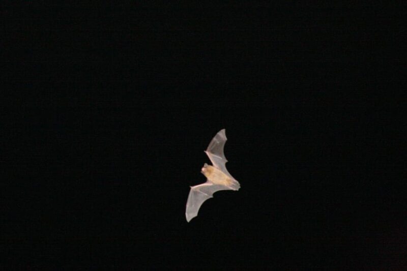 Bat Watching Madeira - In-Depth Review of Bat Watching Madeira