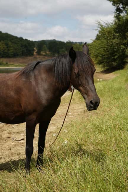 Batangas, Philippines: Boat Ride Tour & Horseback Day Trip - Summary