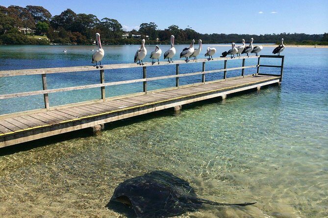 Batemans Bay Oyster Tasting Kayak Tour - The Value of This Tour