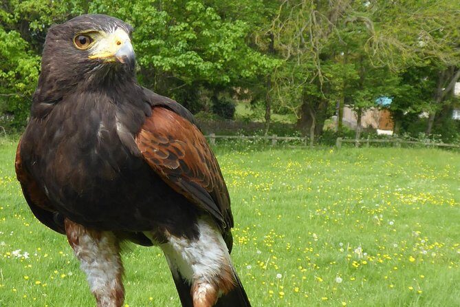 Bath City Tour & Fly a Hawk Experience - Day Tour from Bath - Frequently Asked Questions