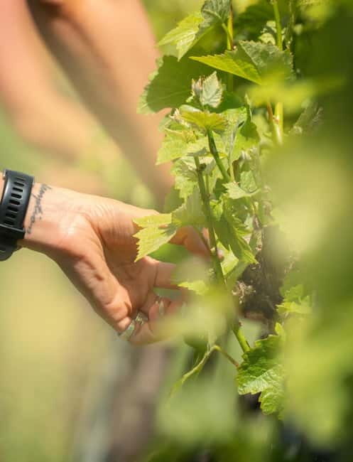 Bath: Vineyard Tour, Wine Tasting, and Music Pairing - What the Experience Entails