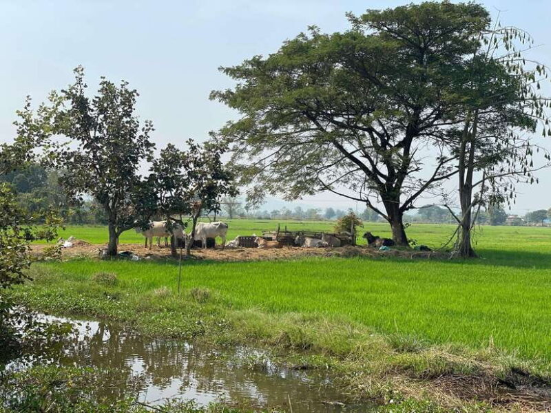 Battambang: Bamboo Train, Bat Cave and Killing Cave Tour - Exploring Battambang’s Hidden Corners: Bamboo Train, Bat Cave, and Killing Cave Tour