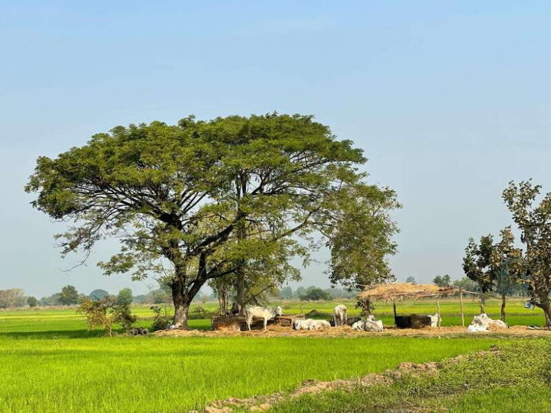 Battambang: Bamboo Train, Bat Cave and Killing Cave Tour - Key Points