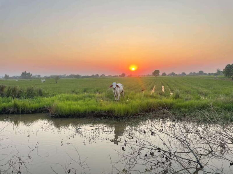 Battambang: Bamboo Train, Bat Cave and Killing Cave Tour - Final Thoughts: Who Will Love This Tour?