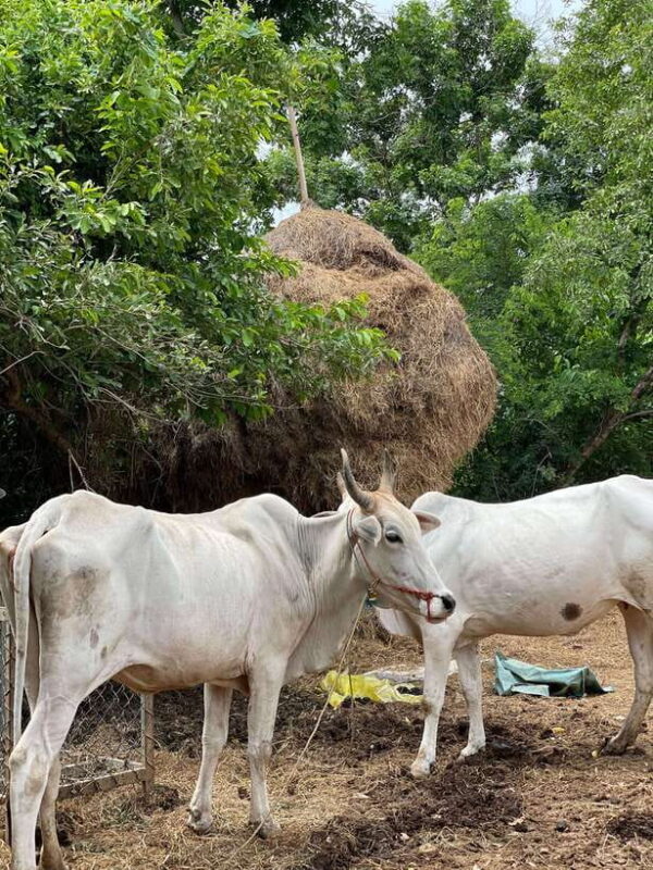 Battambang: Bamboo Train, Bat Cave and Killing Cave Tour - FAQ
