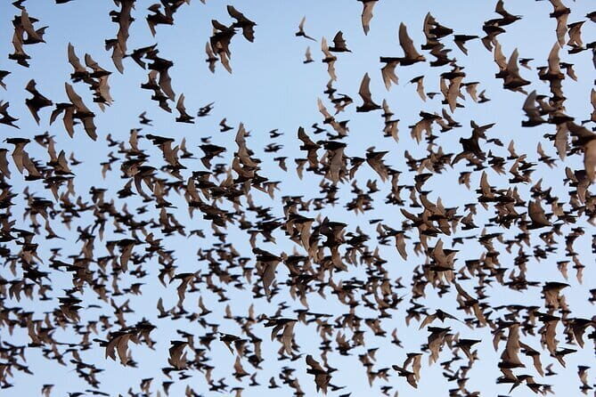 Battambang City and Country side Full day Tour - Frequently Asked Questions