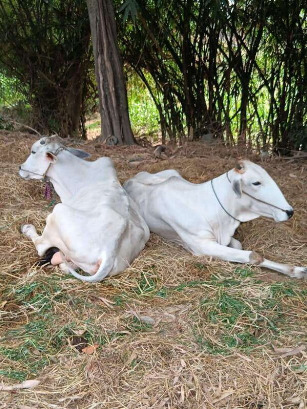 Battambang One Day & Half Tour - A Deep Dive into the Battambang Experience