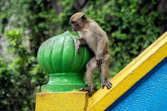 Batu Caves and Watching Fireflies in Kuala Selangor - Authentic Experiences and Traveler Feedback