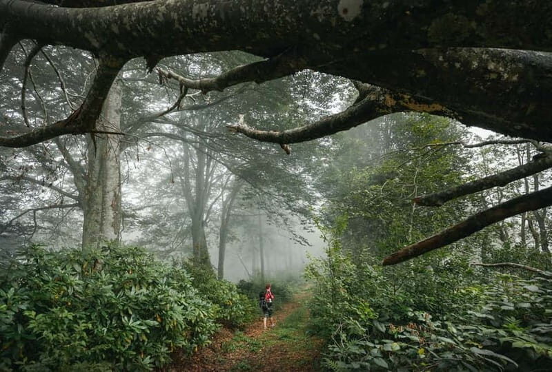 Batumi to Mtirala National park - Half day hiking group tour - Who Should Consider This Tour?