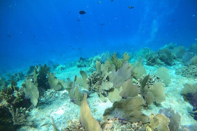 Bavarian Fiesta Snorkel Activity in Glass Bottom Boat at San Miguel de Cozumel - Frequently Asked Questions