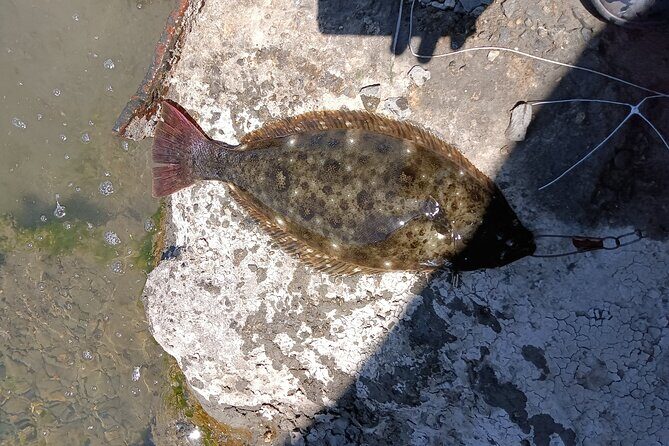 Bay Area Pier Fishing: Halibut Hunt (No license Required) - Key Points