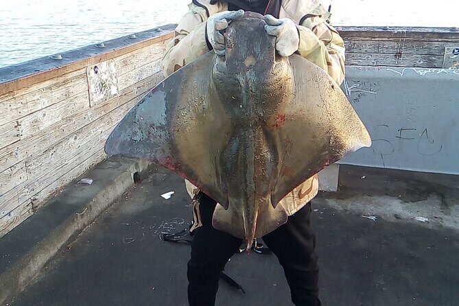 Bay Area Pier Fishing: Sturgeon, Sharks, and Stingray Hunt - An In-Depth Look at the Experience