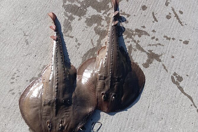 Bay Area Pier Fishing: Sturgeon, Sharks, and Stingray Hunt - Final Thoughts