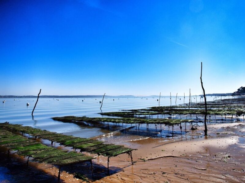 Bay of Arcachon: Guided Food Tour - Final Thoughts