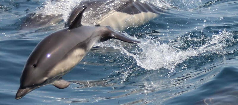 Bay of Gibraltar: Dolphin Cruise - Setting Out from the Marina Bay