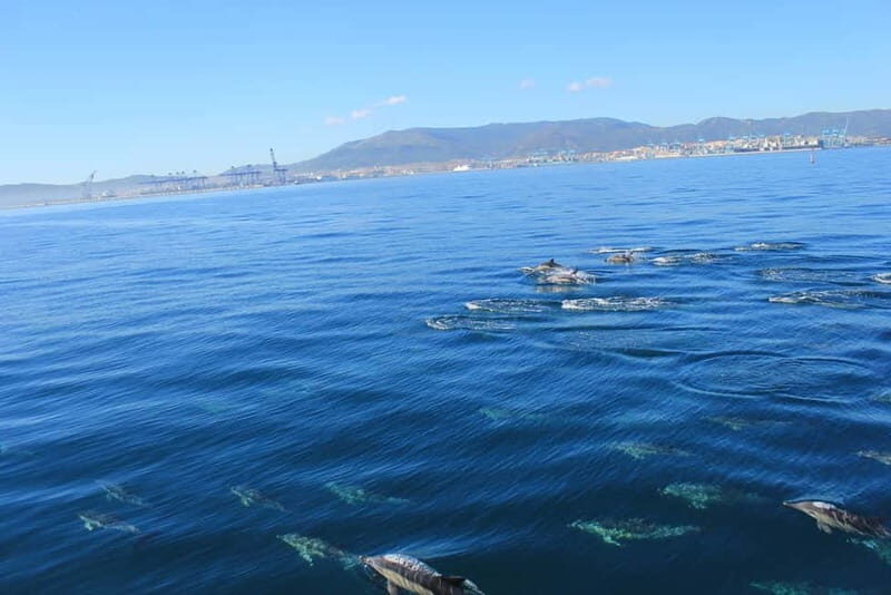 Bay of Gibraltar: Dolphin Cruise - The Boat and Onboard Comfort