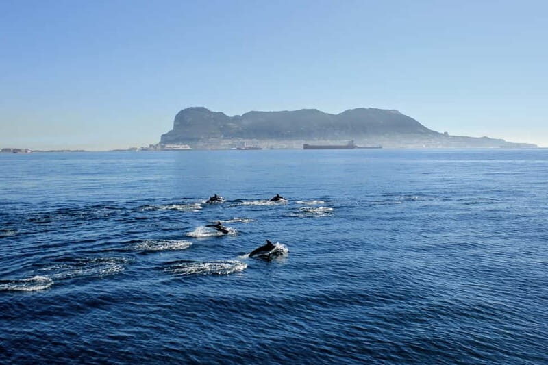 Bay of Gibraltar: Dolphin Cruise - Other Marine Wildlife & Natural Drama