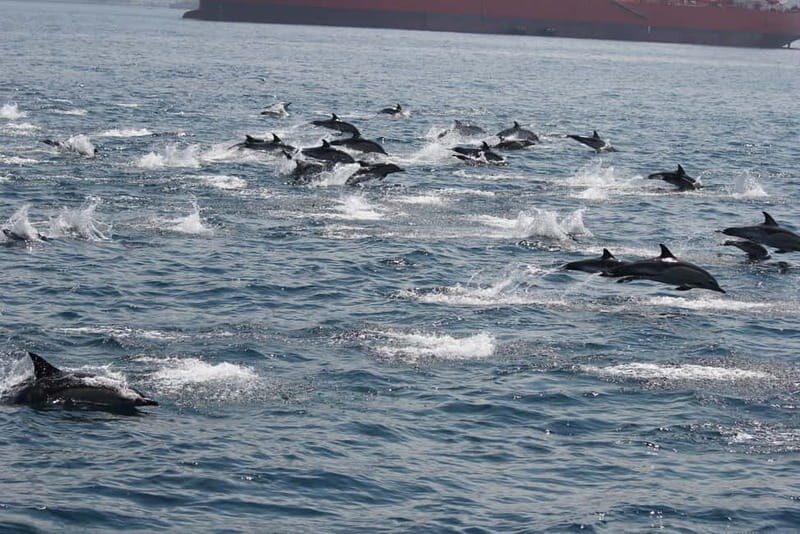 Bay of Gibraltar: Dolphin Cruise - The Practicalities: Price, Duration, and What’s Not Included