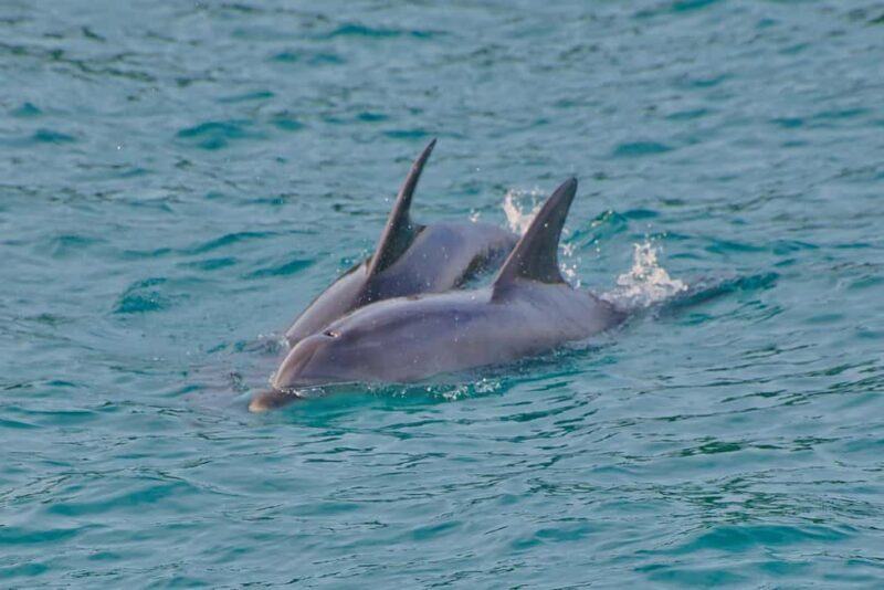 Bay of Islands: Discover the Bay Cruise with Island Lunch - Frequently Asked Questions