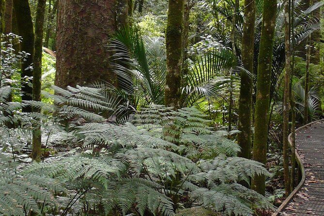 Bay of Islands Glow Worm Caves & Scenic Shore Excursion - Frequently Asked Questions