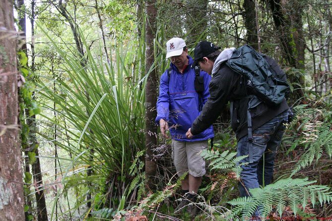 Bay of Islands Shore Excursion: Puketi Rainforest Guided Walk - A Closer Look at the Puketi Rainforest Guided Walk