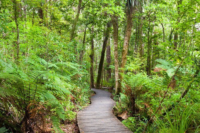 Bay of Islands Shore Excursion: Puketi Rainforest Guided Walk - The Bottom Line