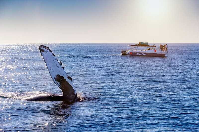 Bay trip and the Arch of Cabo San Lucas - Practical Tips for Travelers