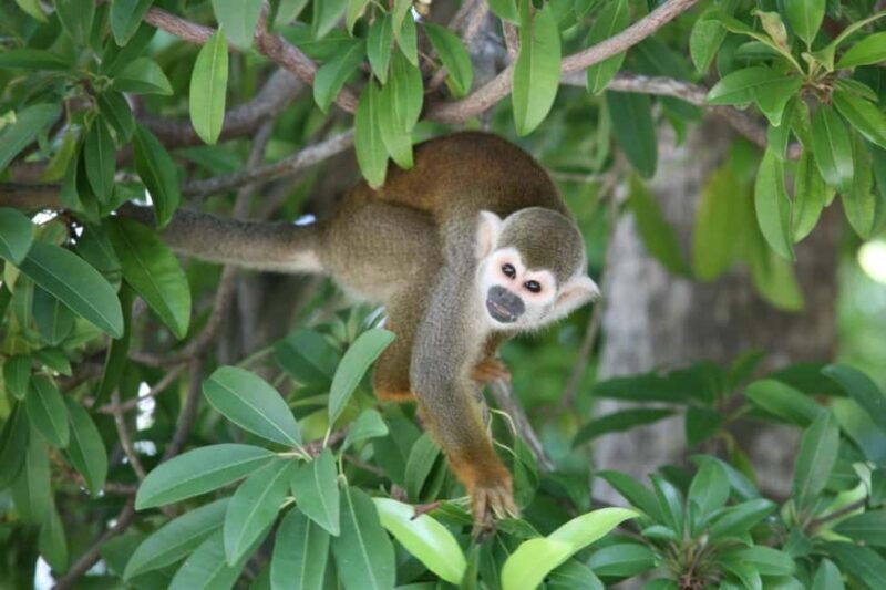 Bayahibe: Monkeyland and Country House Tour with Pickup - Key Points