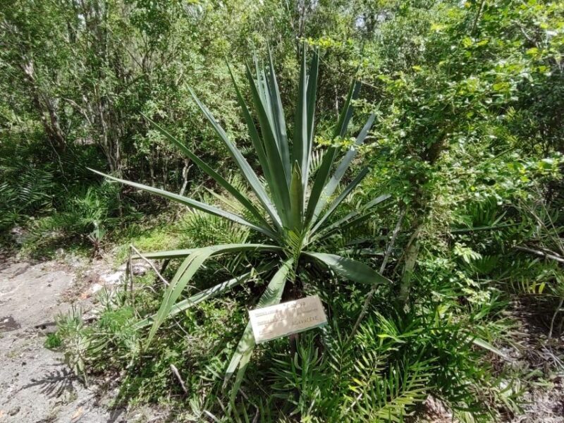 Bayahibe: National Park Jungle Walk & Snorkeling in Cenotes - Exploring the cenotes — the highlight of the day