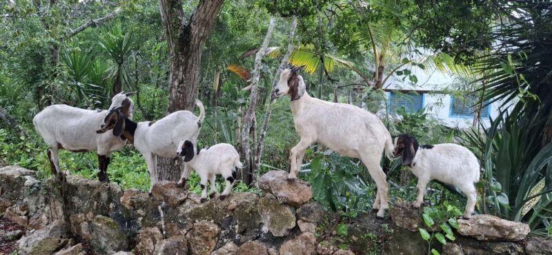 Bayahibe: National Park Jungle Walk & Snorkeling in Cenotes - Practical details — what to bring and expect