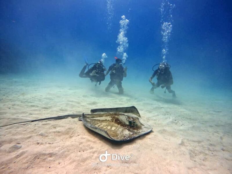 Bayahibe: PADI Open Water Course by Go Dive Bayahibe - A deep dive into the experience