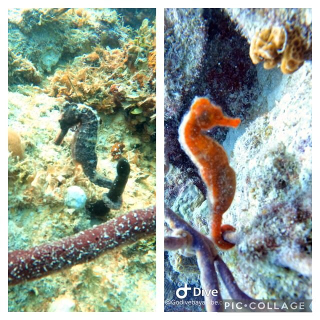 Bayahibe: Scuba Diving Initiation by Go Dive Bayahibe - A Closer Look at the Experience