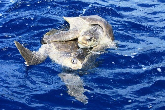 Bays of Huatulco Boat Tour - The Sum Up