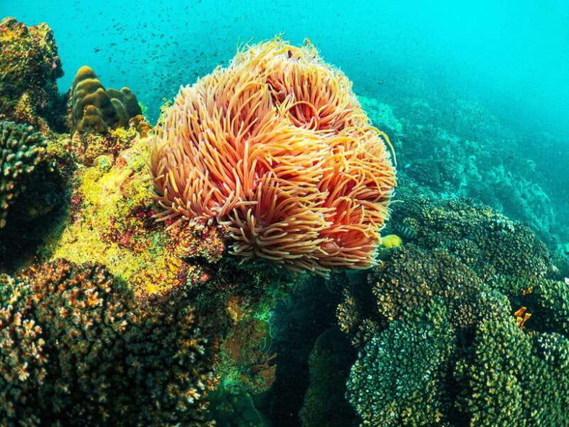 BBQ and sunset party on the island in Phu Quoc - The Sum Up