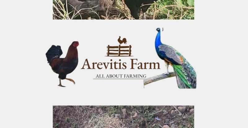Be A Farmer for A Day in Arevitis Farm! - A Detailed Look at What You Can Expect