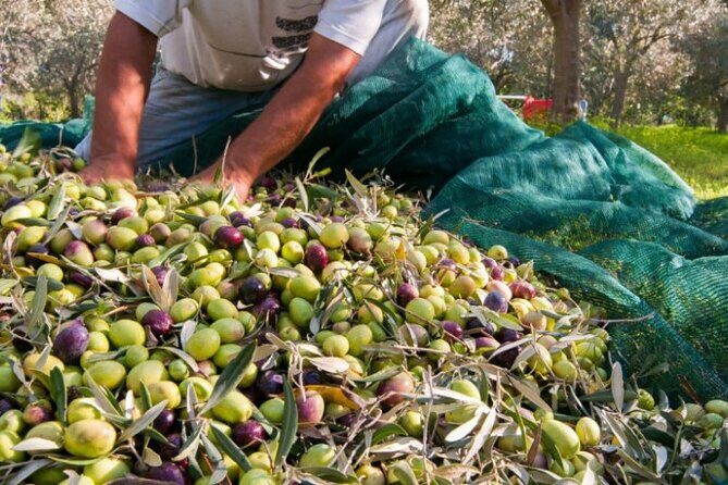 Be a Local: Private Tour from Olive Harvest to Culinary Delight - Key Points