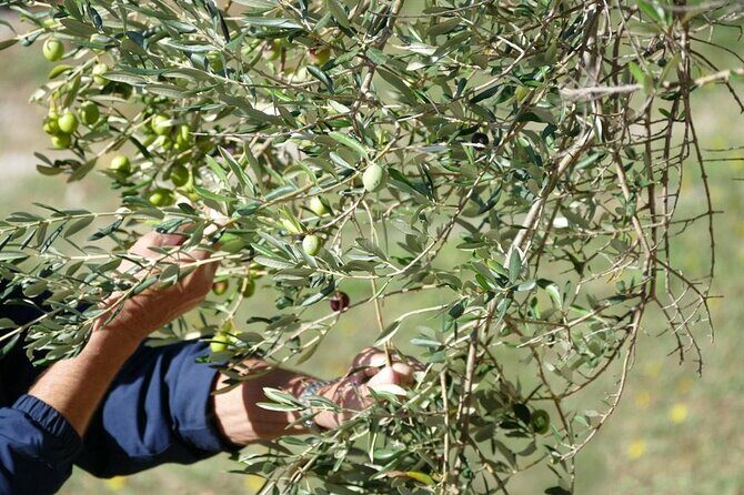 Be a Local: Private Tour from Olive Harvest to Culinary Delight - Exploring the Itinerary and What to Expect