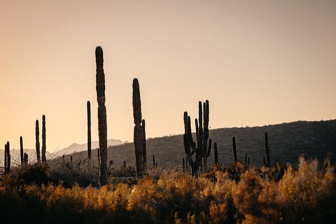 Beach and Desert Scenic Horseback Ride in Baja California Sur - Exploring the Details of the Baja California Sur Horseback Ride