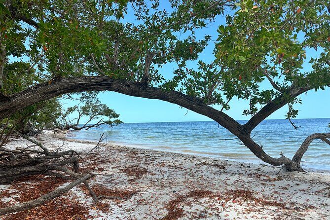 Beach and Shelling Excursion - Public - The Value of the Experience