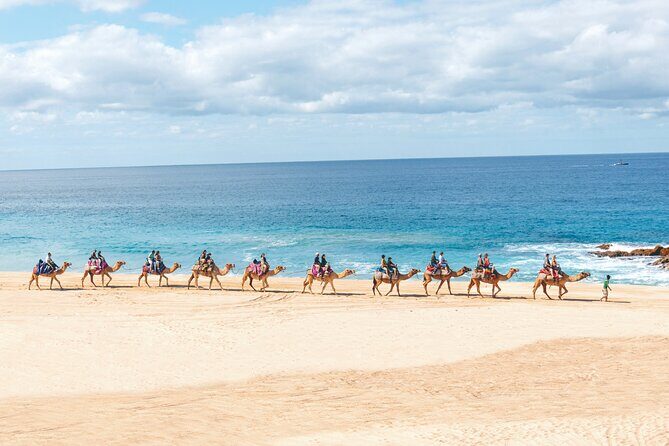 Beach Camel Ride & Encounter in Cabo - Who Will Love This Tour?